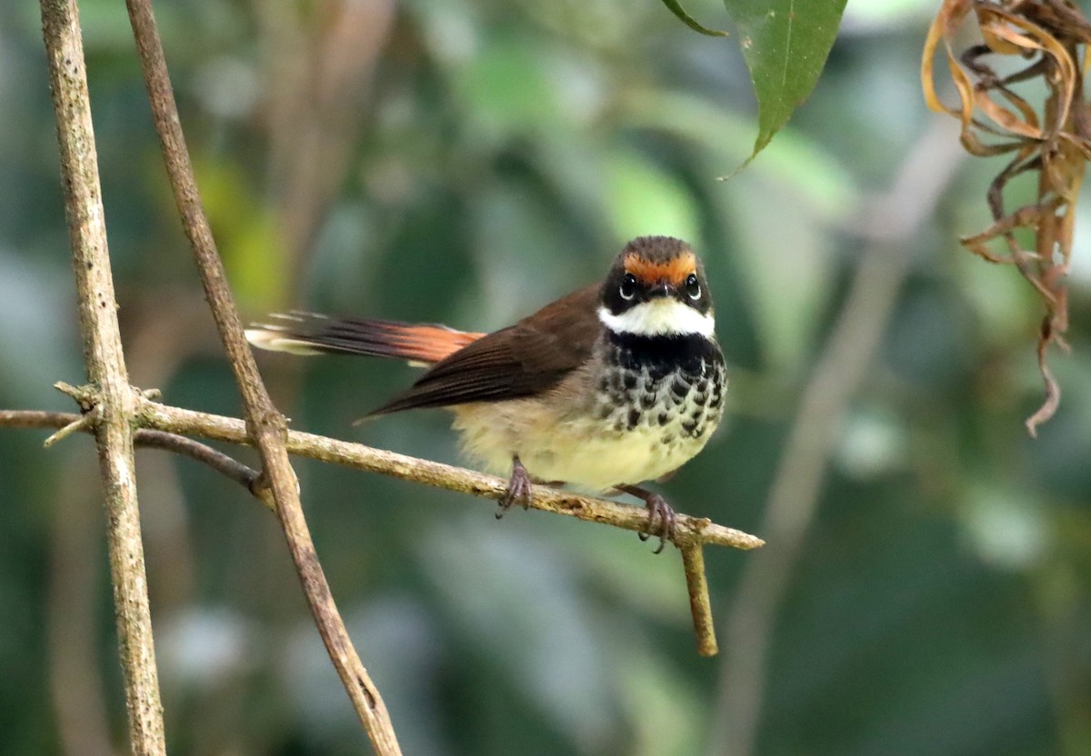 Australian Rufous Fantail - ML620419188