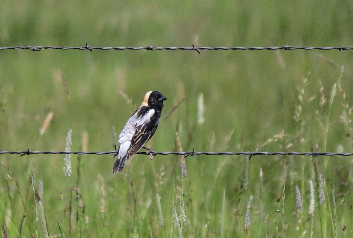 bobolink americký - ML620419199