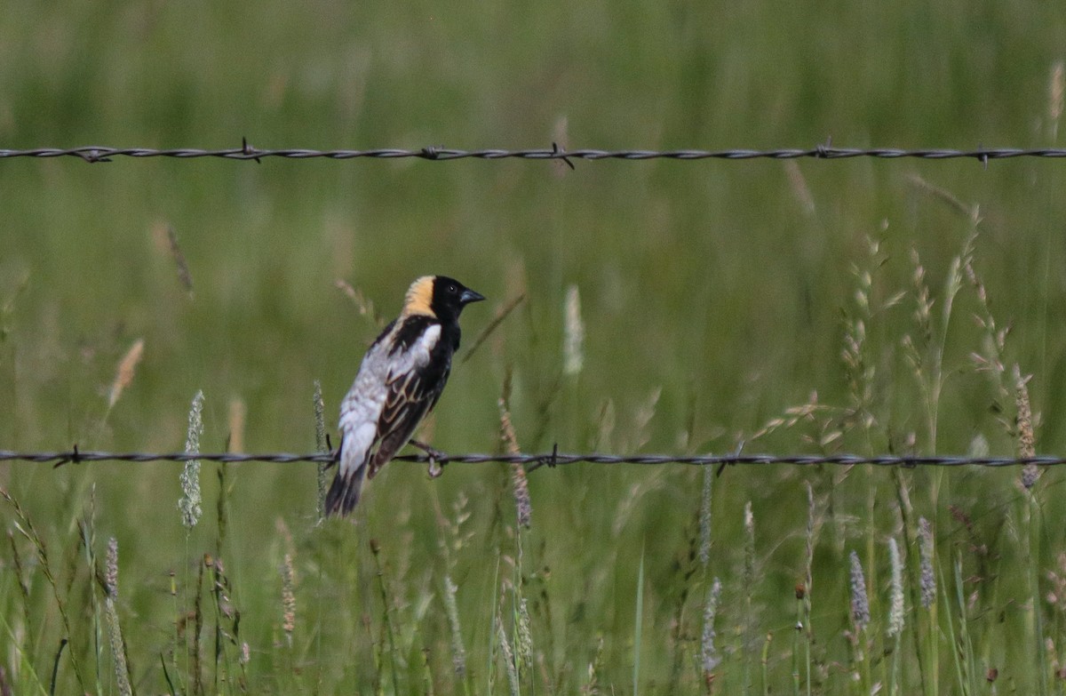 bobolink americký - ML620419200