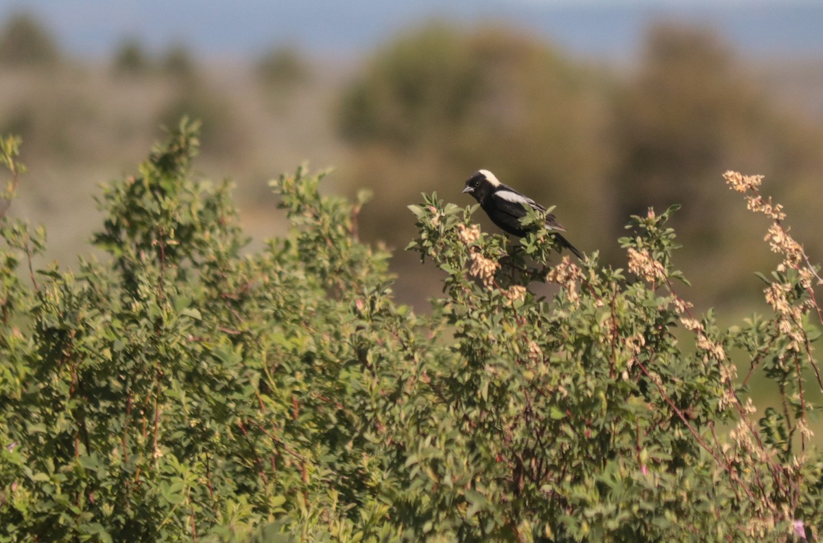 bobolink americký - ML620419202