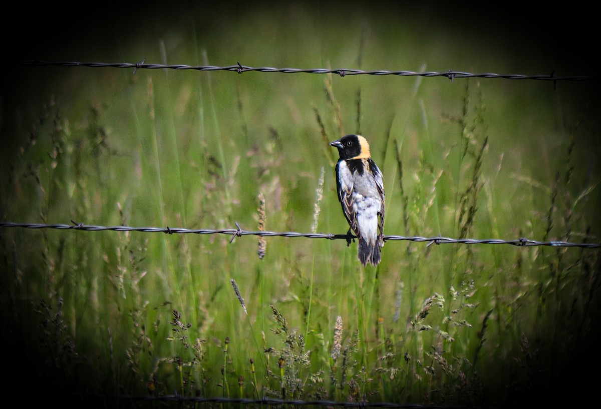 bobolink americký - ML620419205