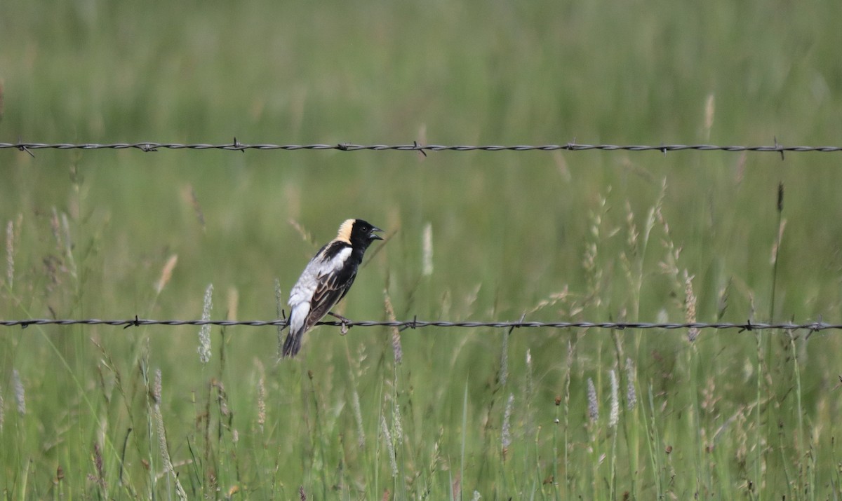 bobolink americký - ML620419206