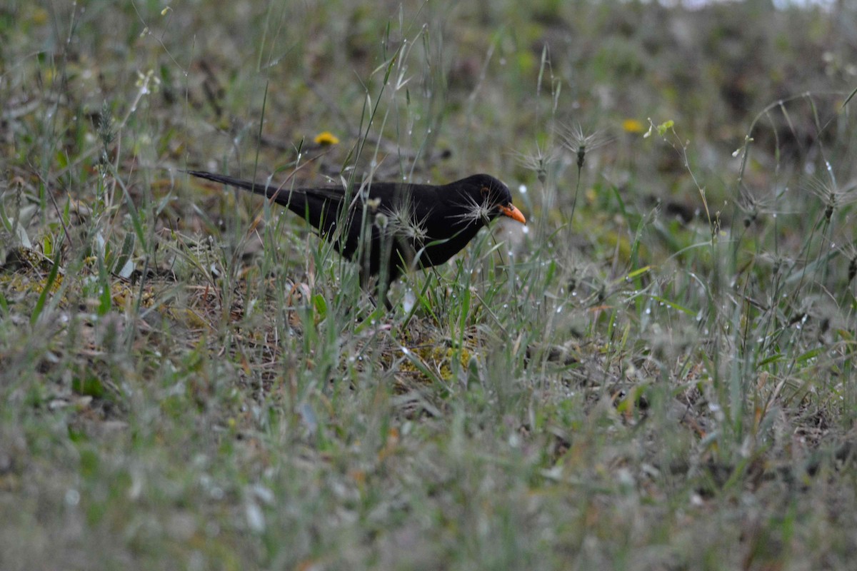 Eurasian Blackbird - ML620419214