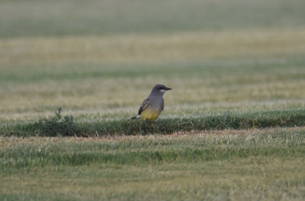 Cassin's Kingbird - ML620419218