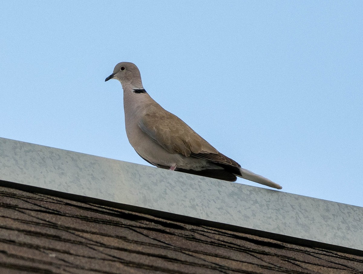 Eurasian Collared-Dove - ML620419219