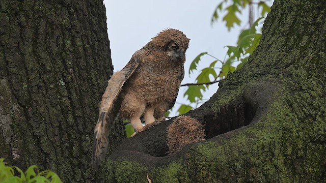 Great Horned Owl - ML620419221