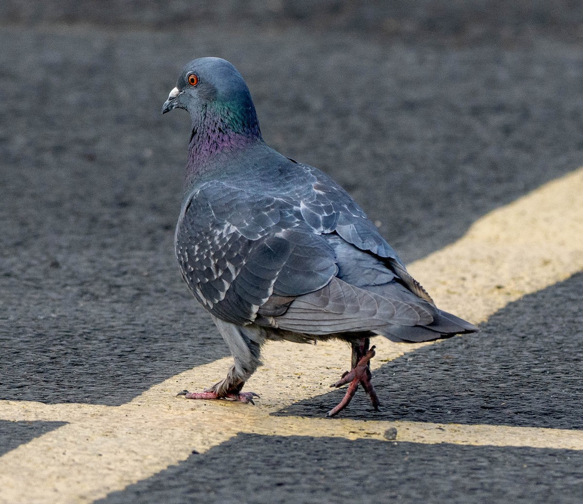 Rock Pigeon (Feral Pigeon) - ML620419222