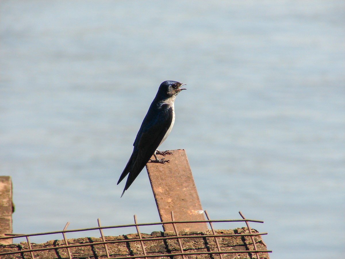 Golondrina Pechigrís - ML620419226