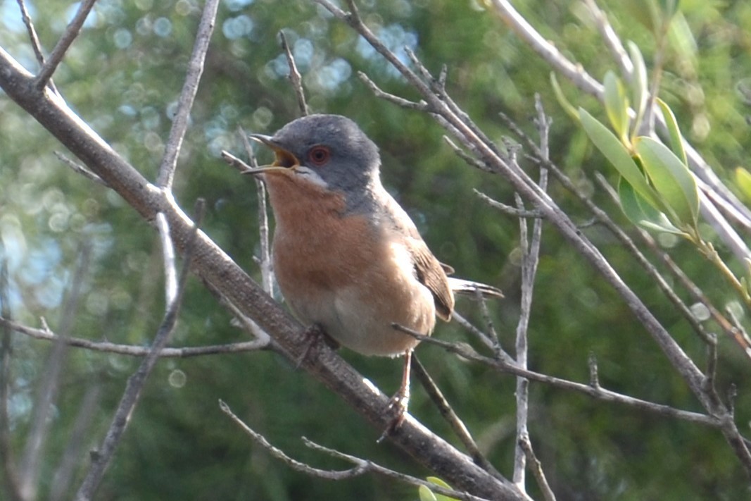 Txinbo papargorrizta iberiarra - ML620419235