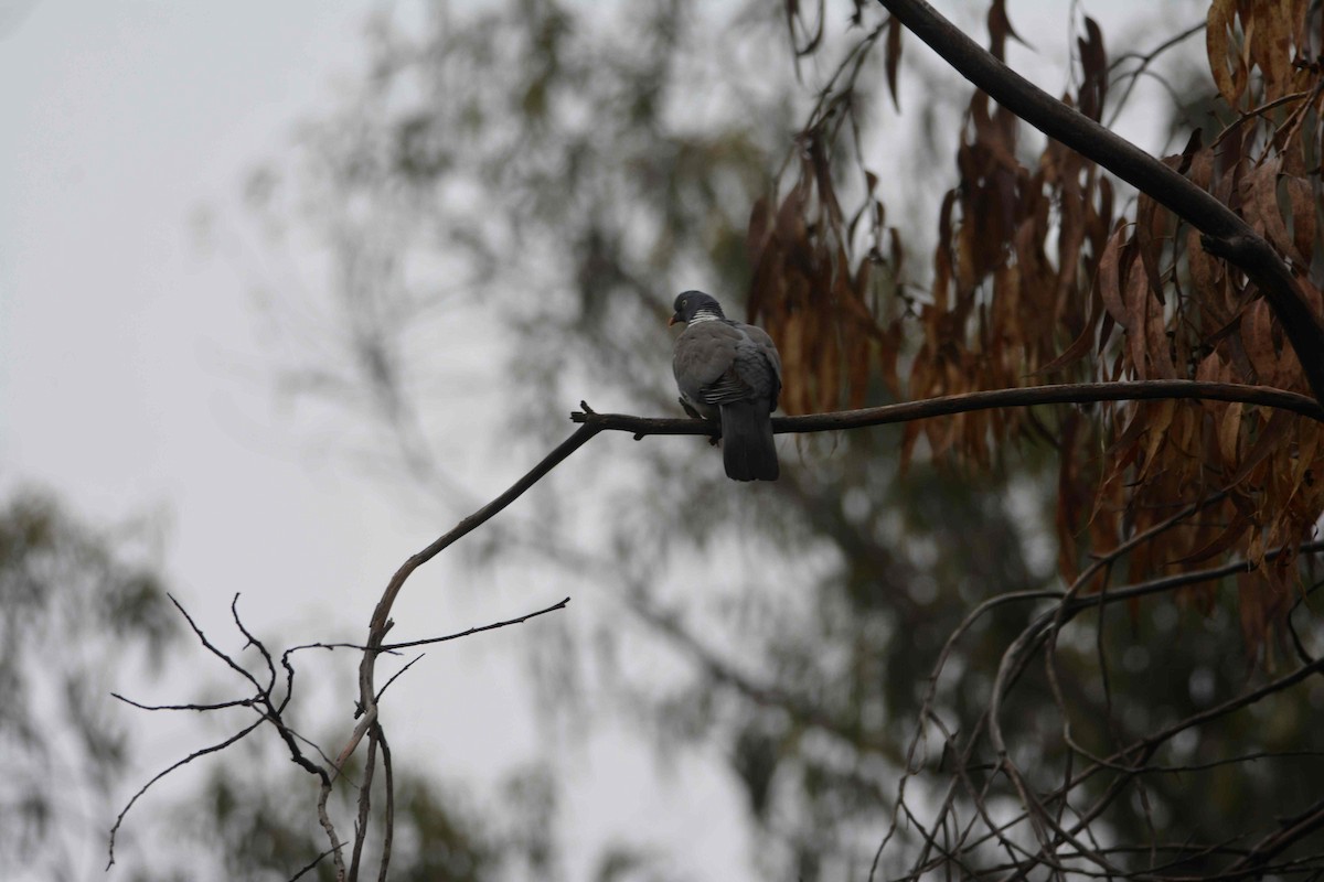 Common Wood-Pigeon - ML620419241