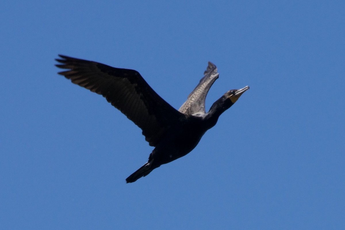 Double-crested Cormorant - ML620419247