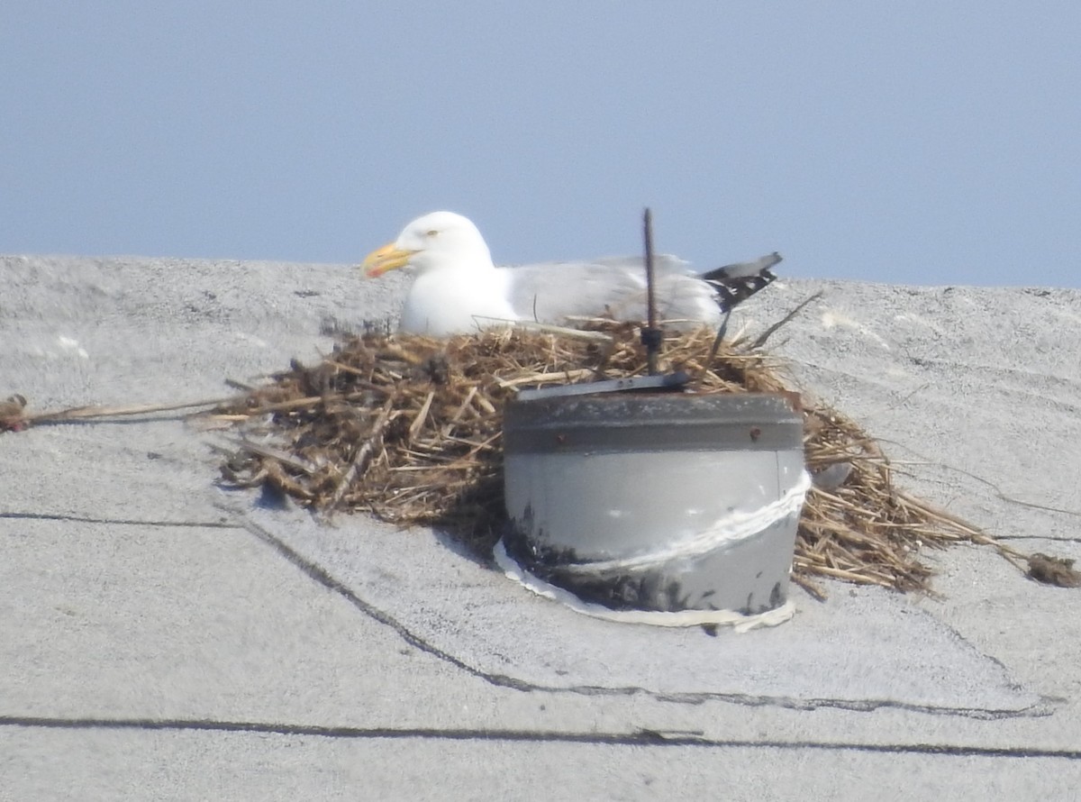 Herring Gull - ML620419266