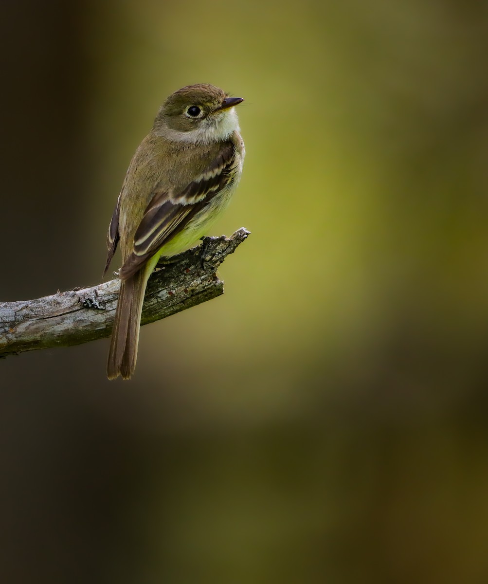 Least Flycatcher - ML620419270