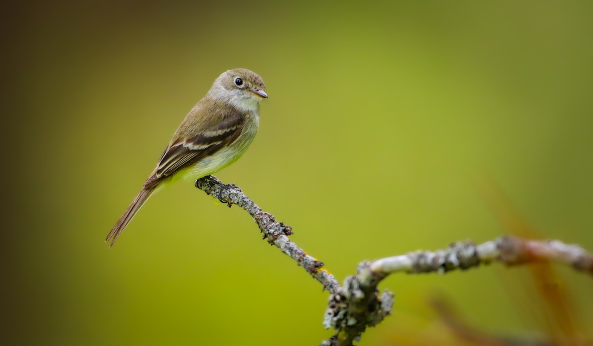 Least Flycatcher - ML620419271