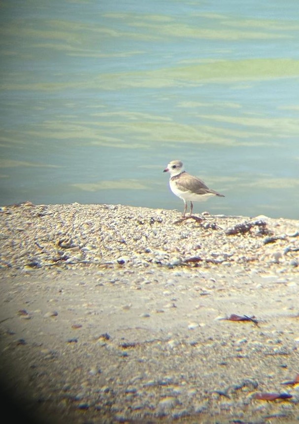 Piping Plover - ML620419274