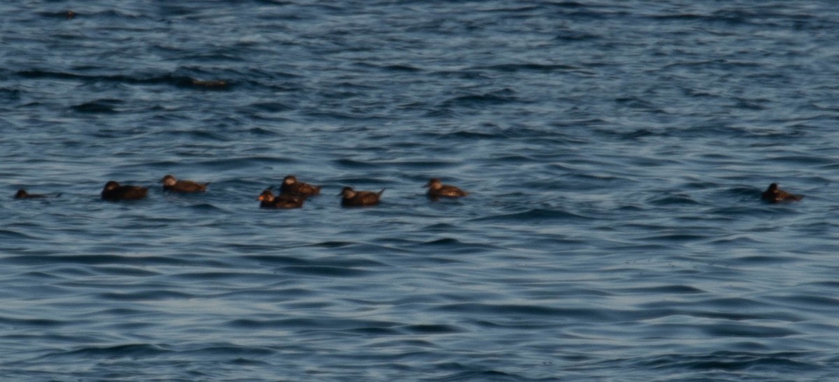 Black Scoter - Philip Robinson