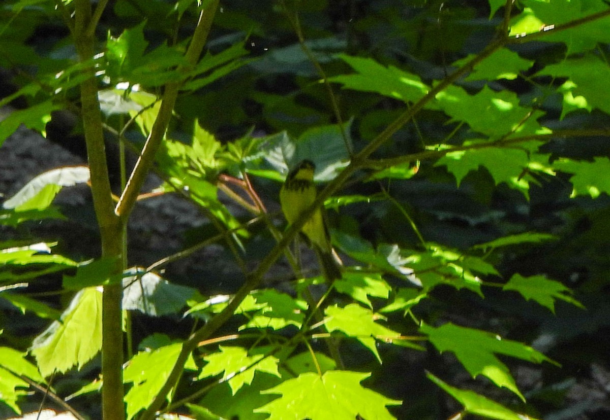 Canada Warbler - ML620419318