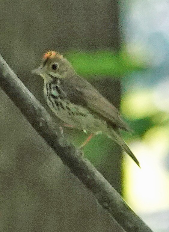 Paruline couronnée - ML620419320