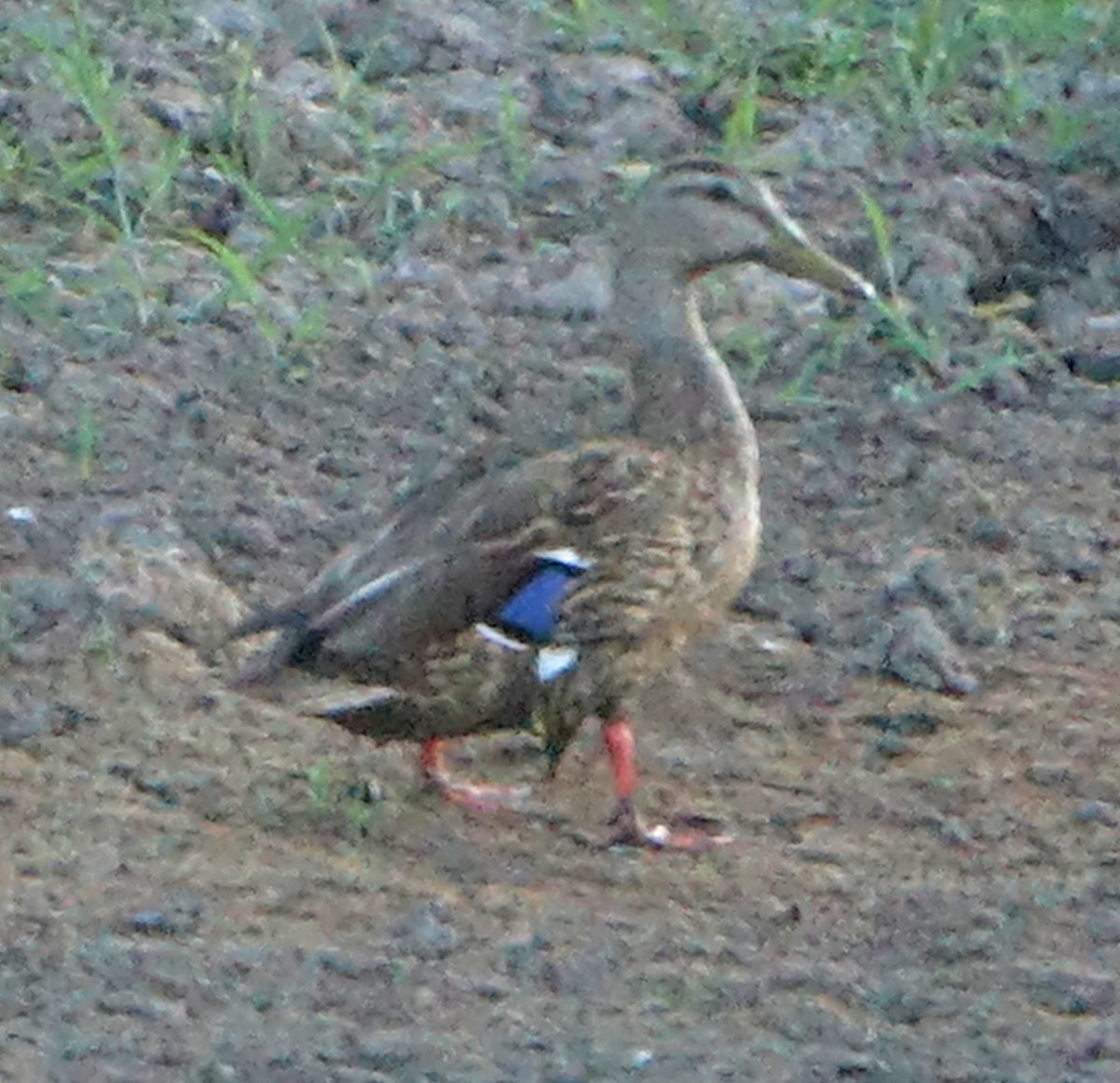 Canard du Mexique - ML620419343