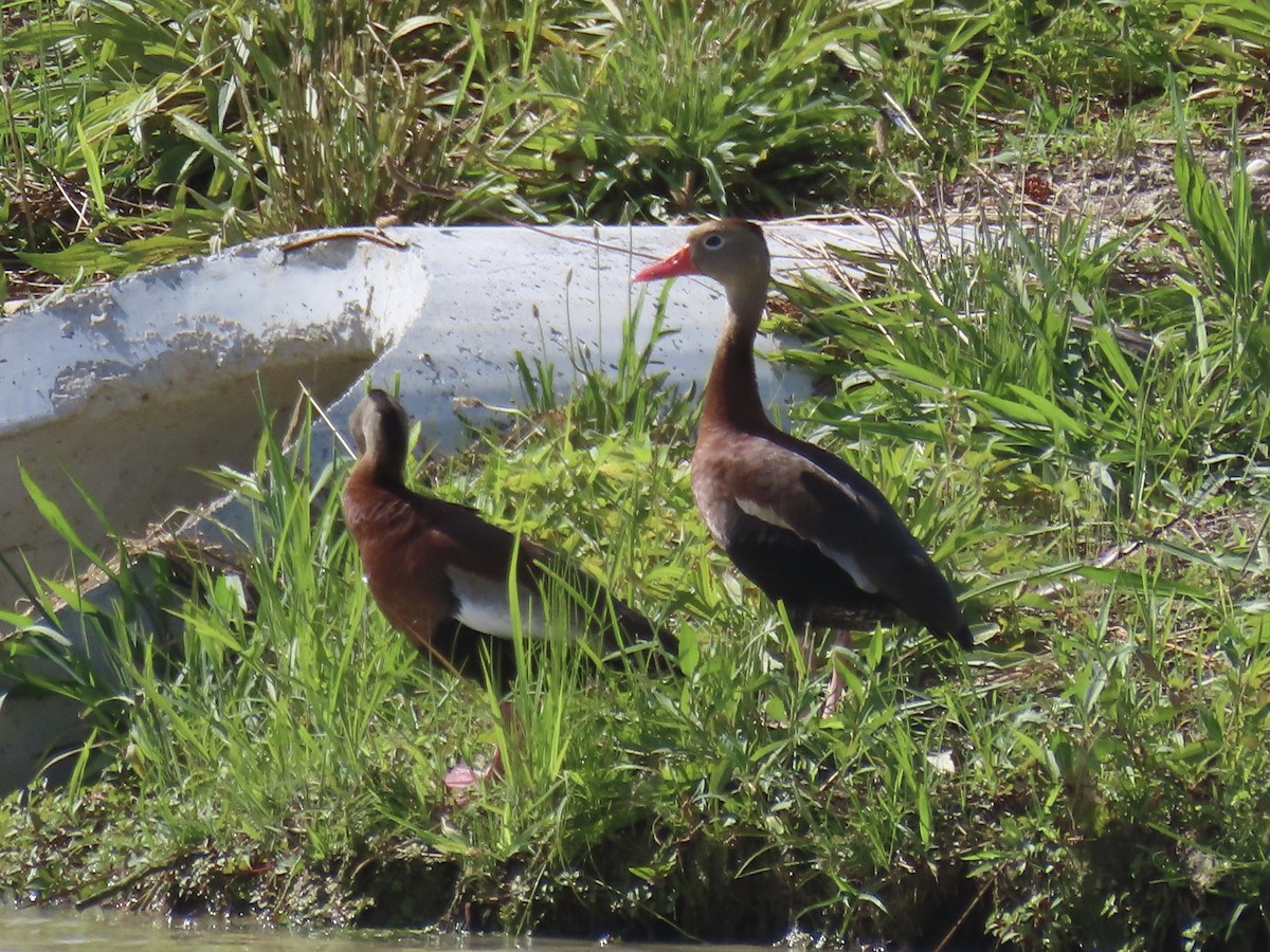 Dendrocygne à ventre noir - ML620419347