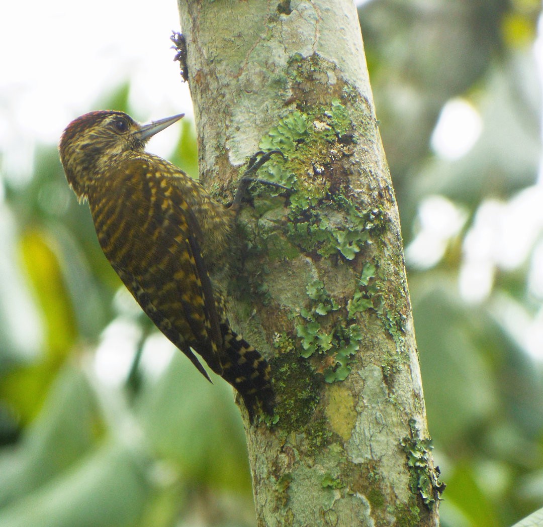 White-spotted Woodpecker - ML620419348