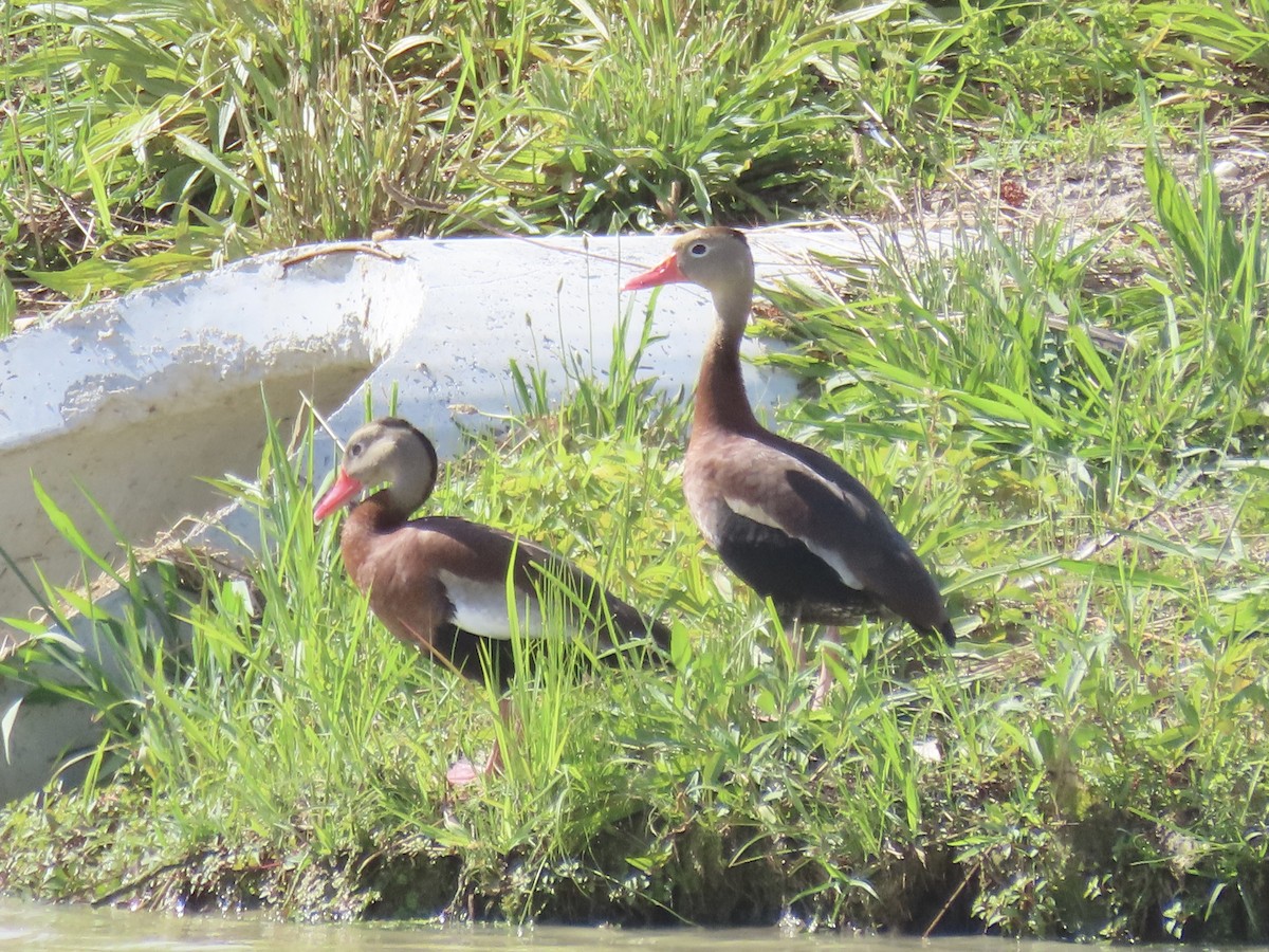 Black-bellied Whistling-Duck (fulgens) - ML620419350