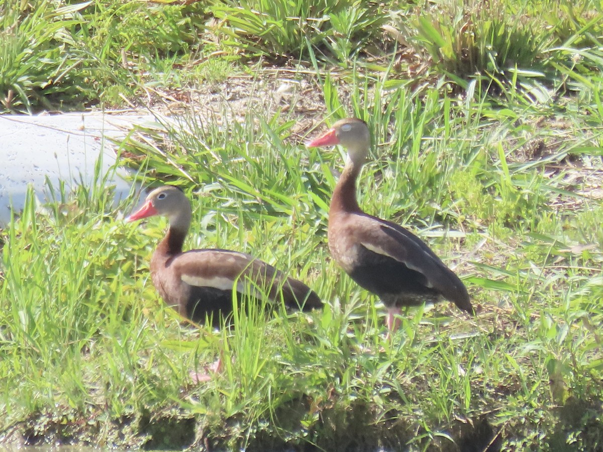 Dendrocygne à ventre noir - ML620419353