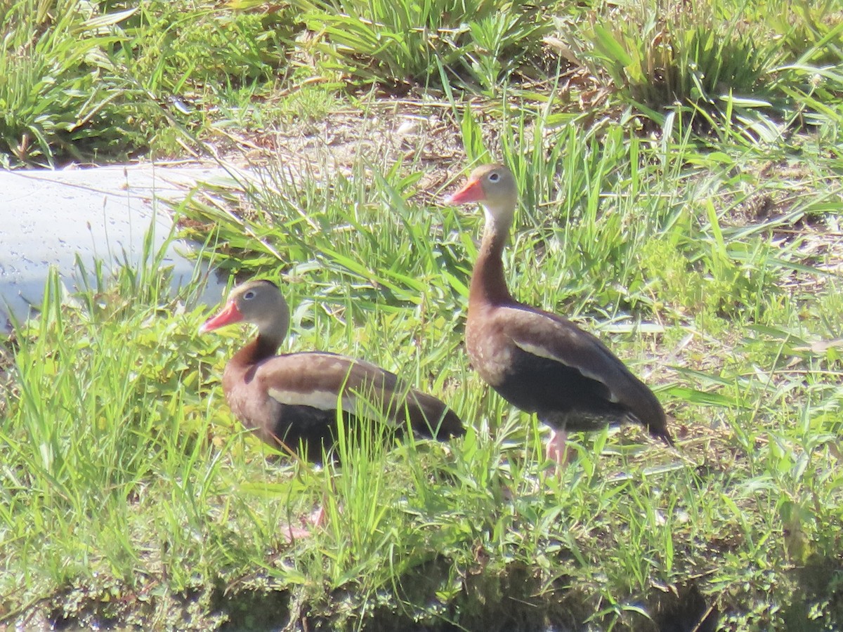 Black-bellied Whistling-Duck - ML620419356