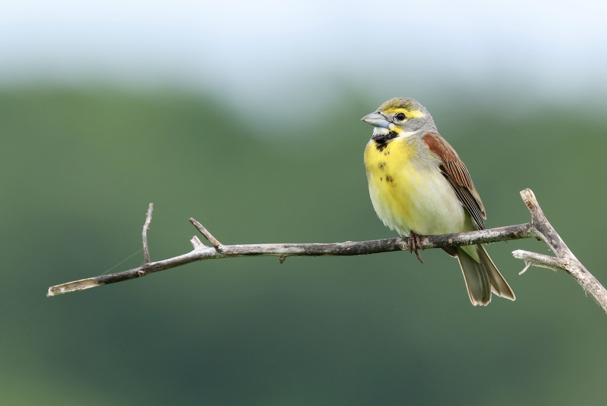 Dickcissel d'Amérique - ML620419364