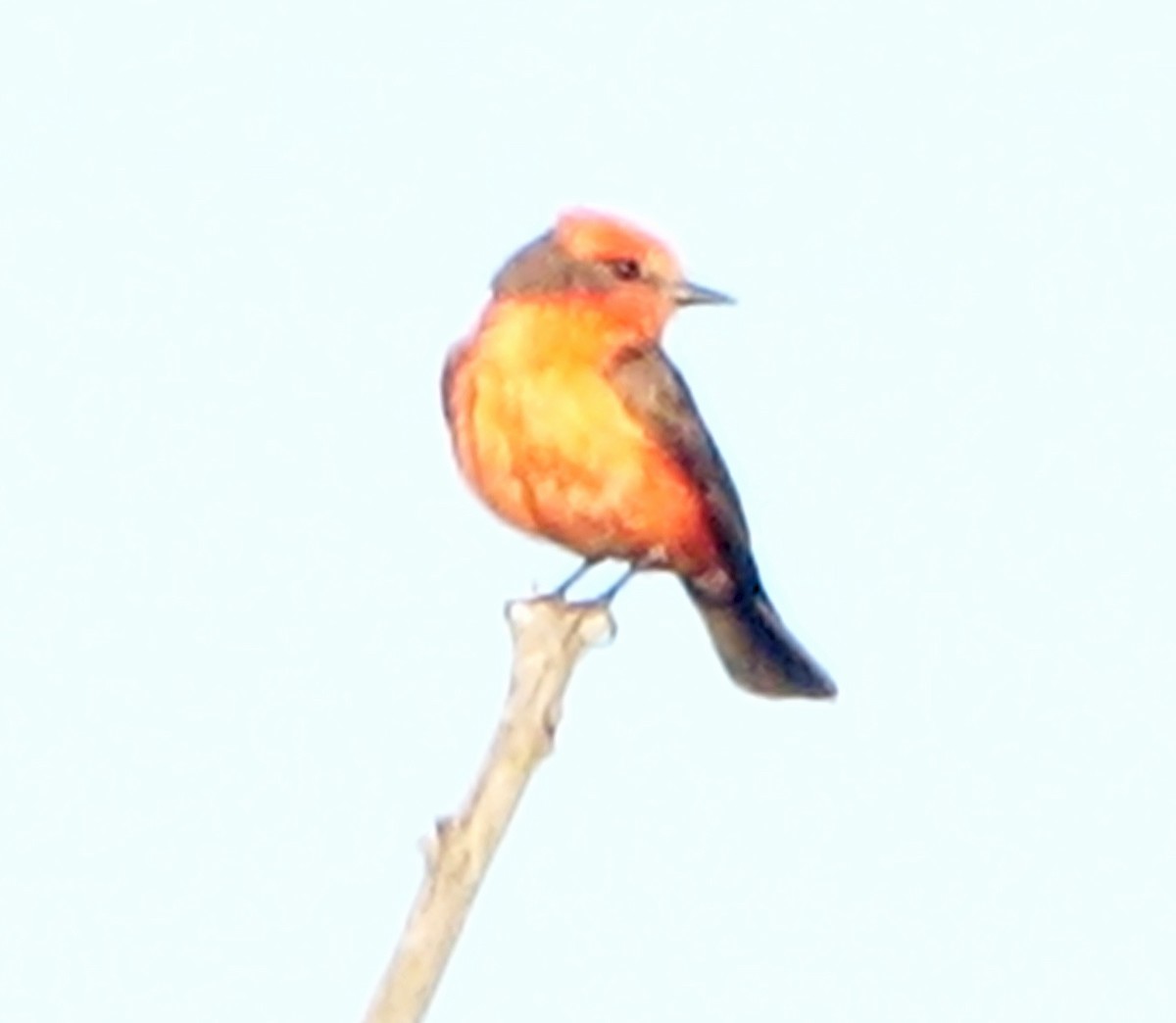 Vermilion Flycatcher - ML620419372