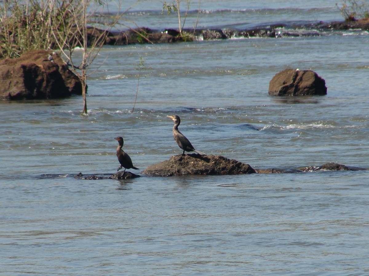 Neotropic Cormorant - ML620419374