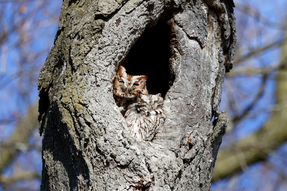 Eastern Screech-Owl - Robert Linfield