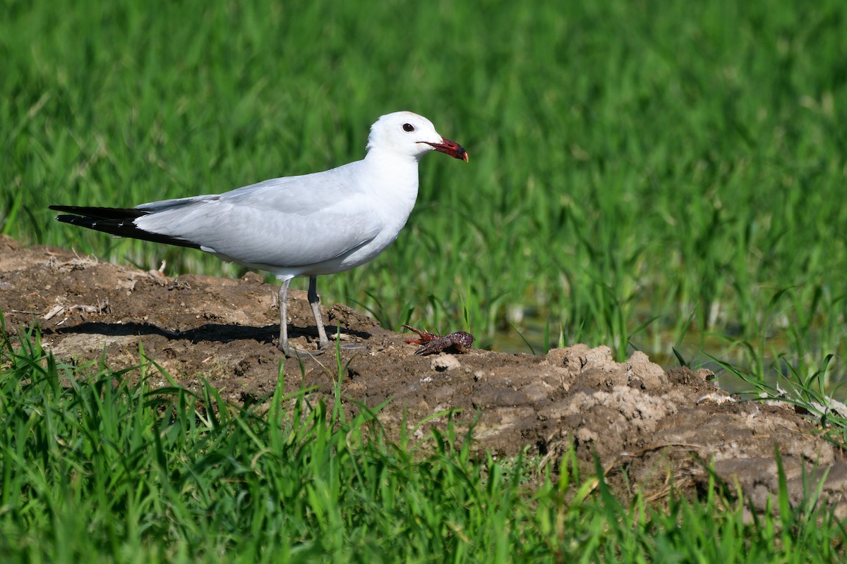 Gaviota de Audouin - ML620419384