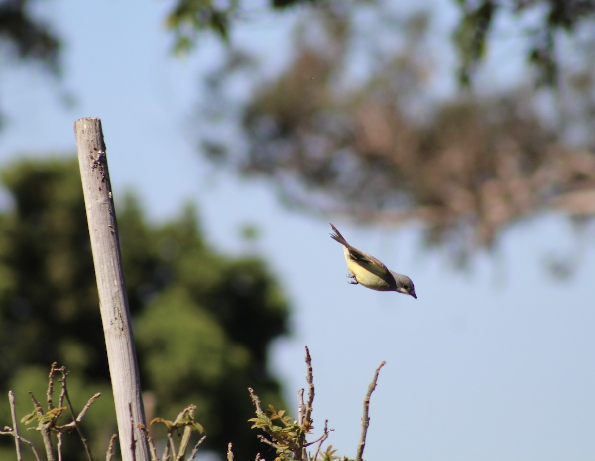 Cassin's Kingbird - ML620419385