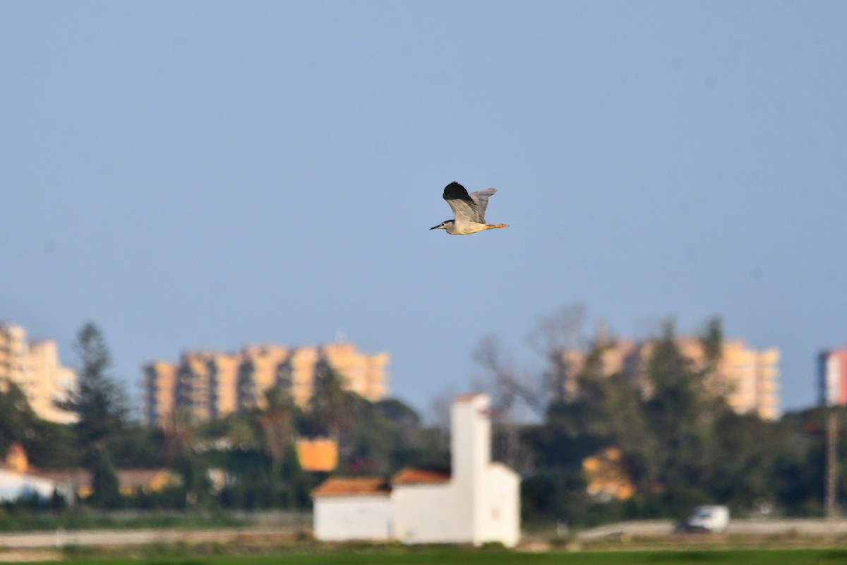 Black-crowned Night Heron - ML620419386