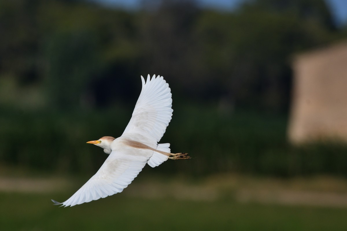 Western Cattle Egret - ML620419393