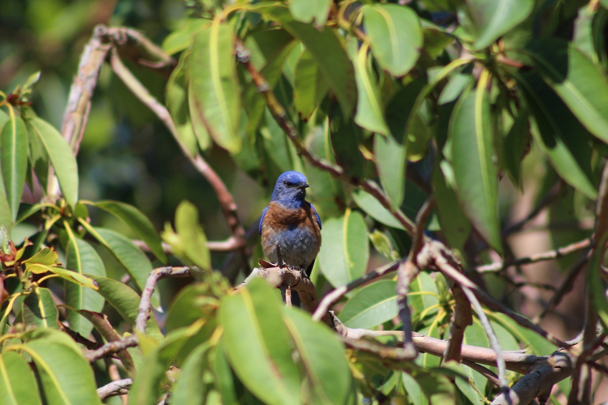 Western Bluebird - ML620419394