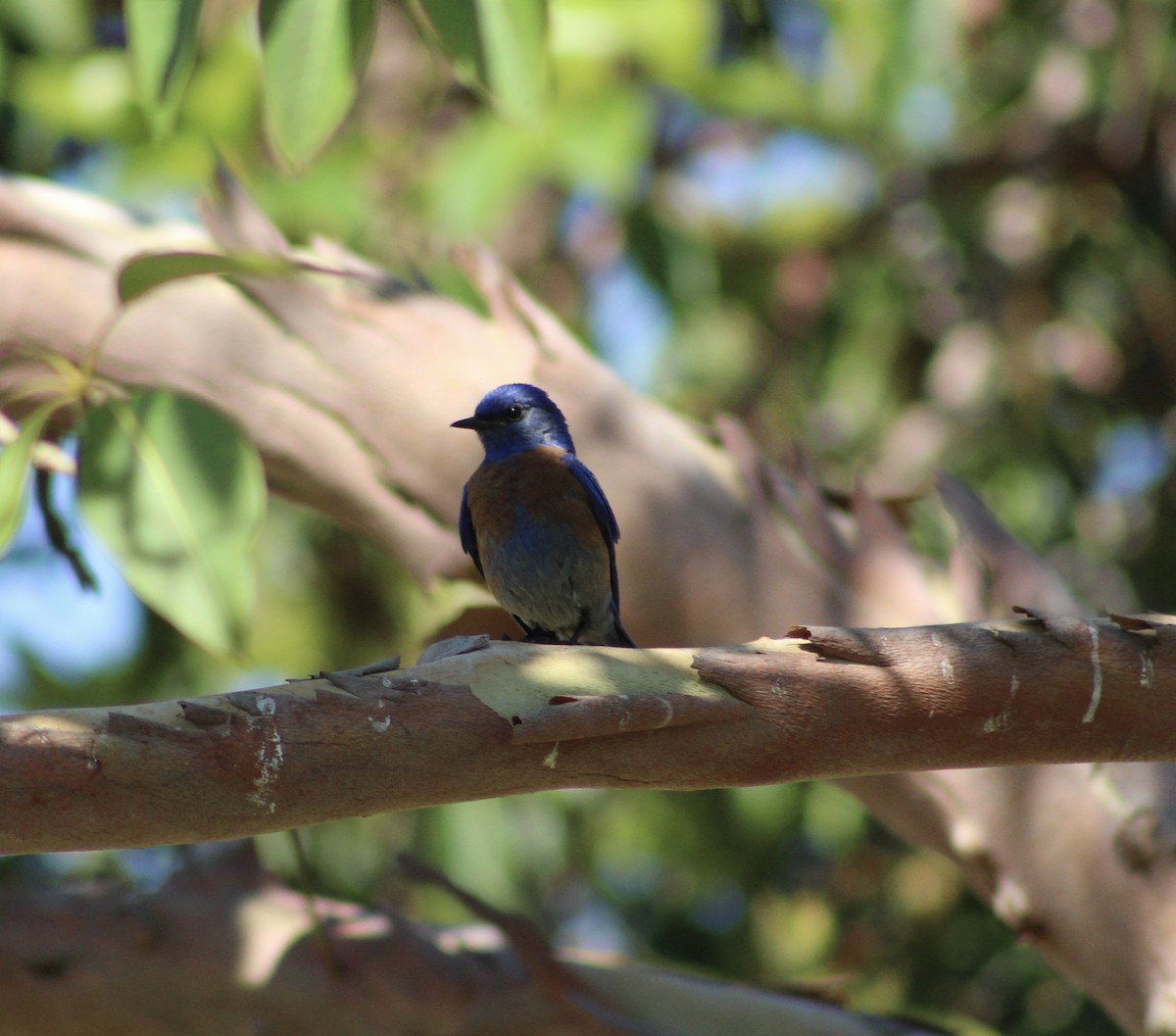 Western Bluebird - ML620419396