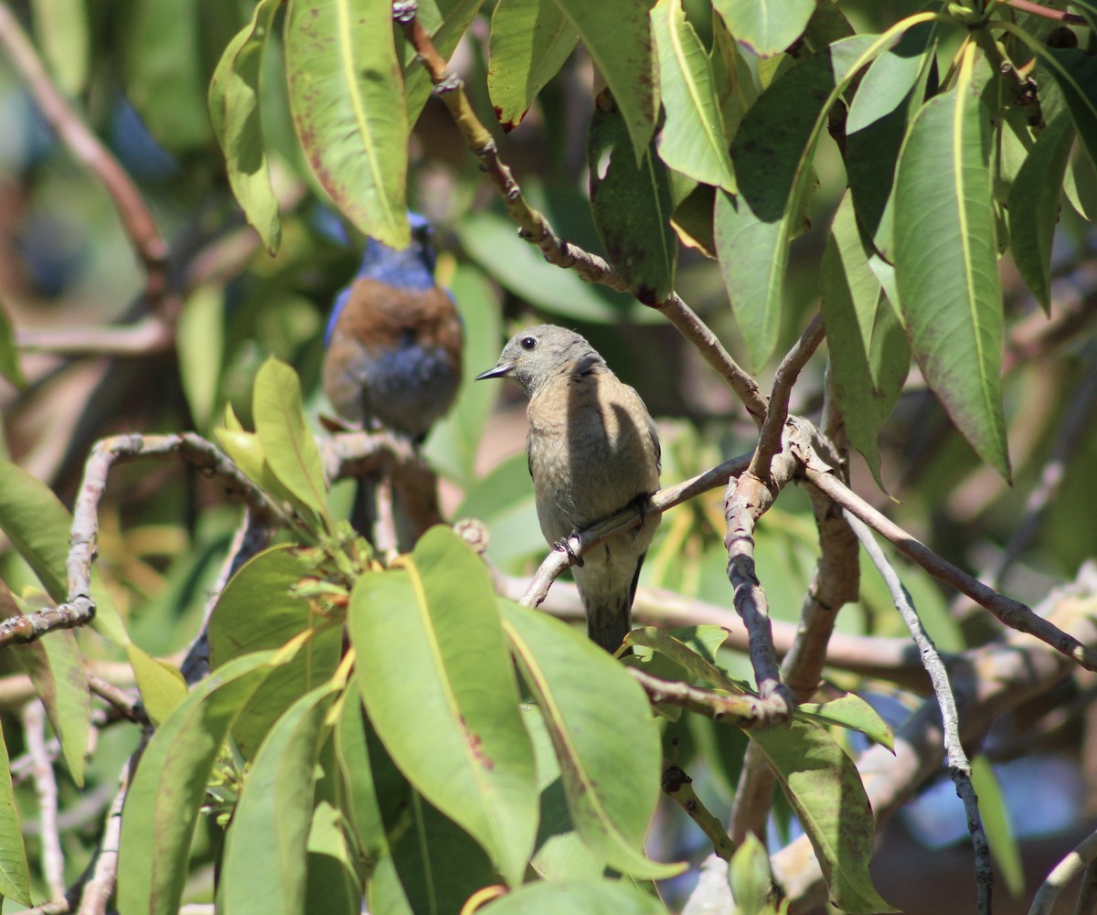 Western Bluebird - ML620419398