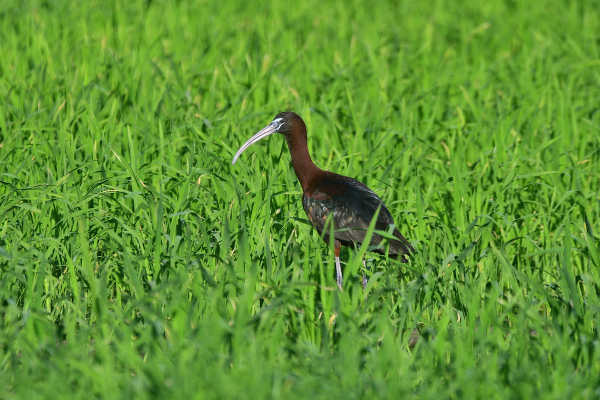 ibis hnědý - ML620419400