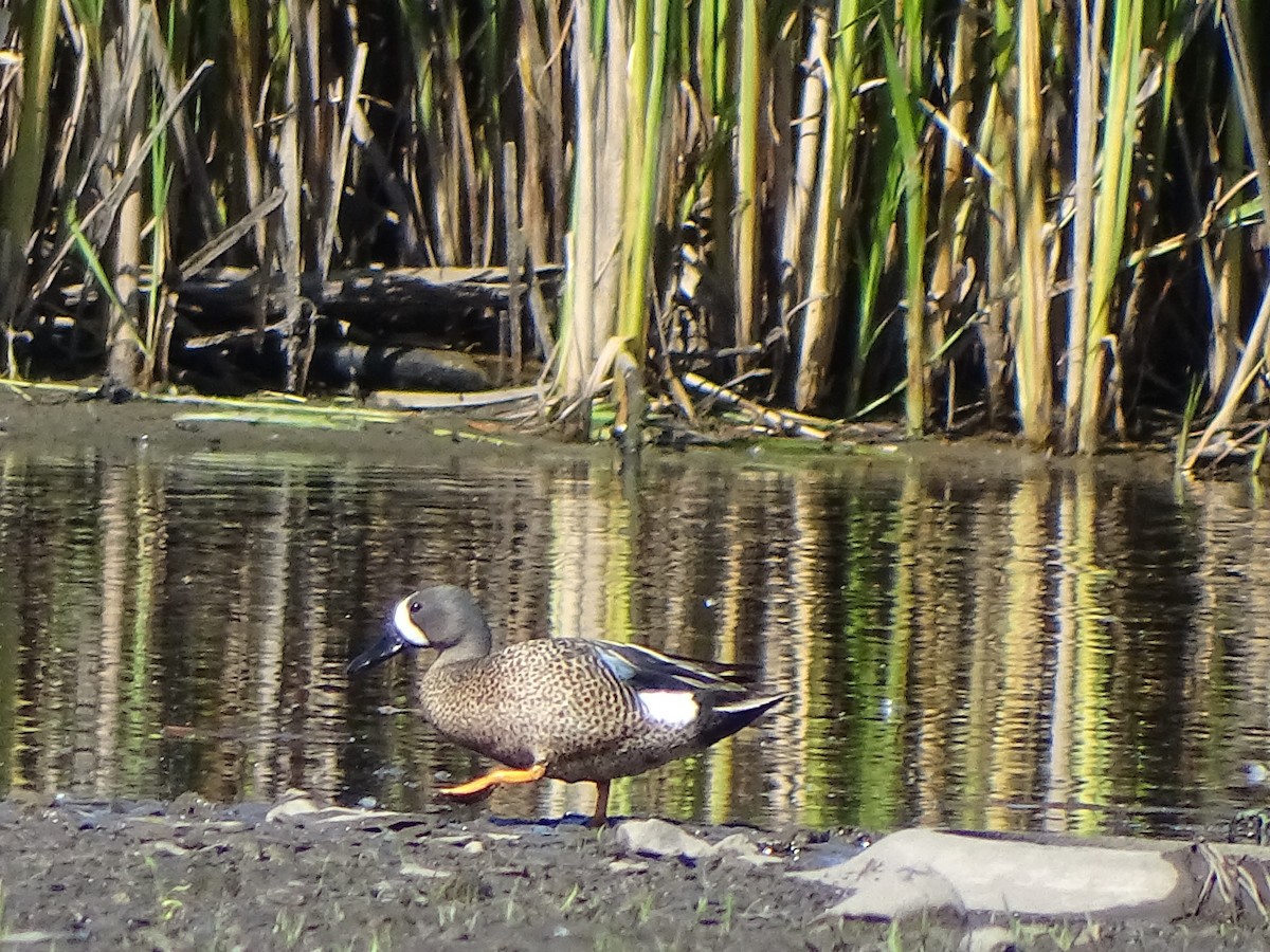 Blue-winged Teal - ML620419401