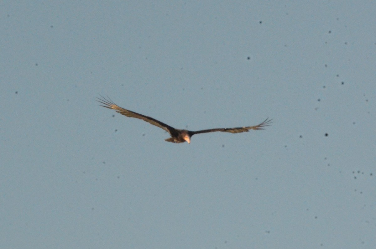 Lesser Yellow-headed Vulture - ML620419404