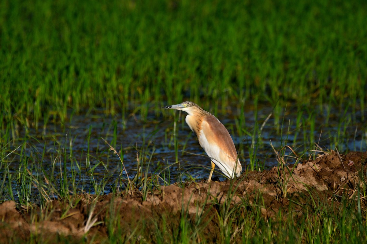 Squacco Heron - ML620419407