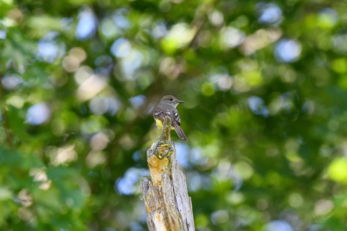 Great Crested Flycatcher - yves dupont