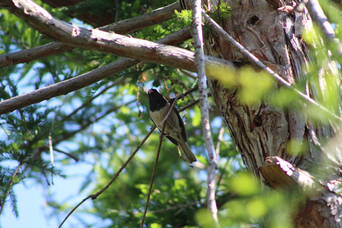 Dark-eyed Junco - ML620419416