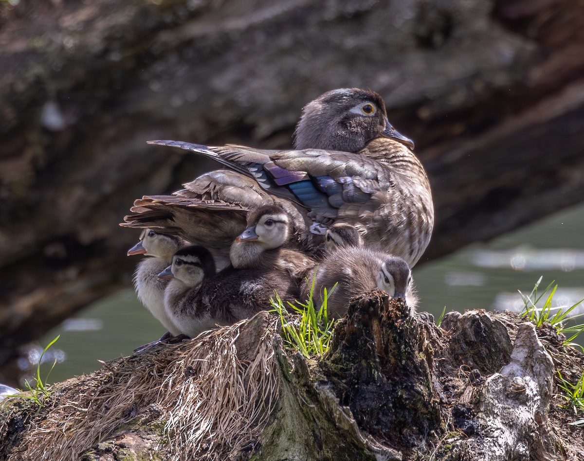 Wood Duck - ML620419417