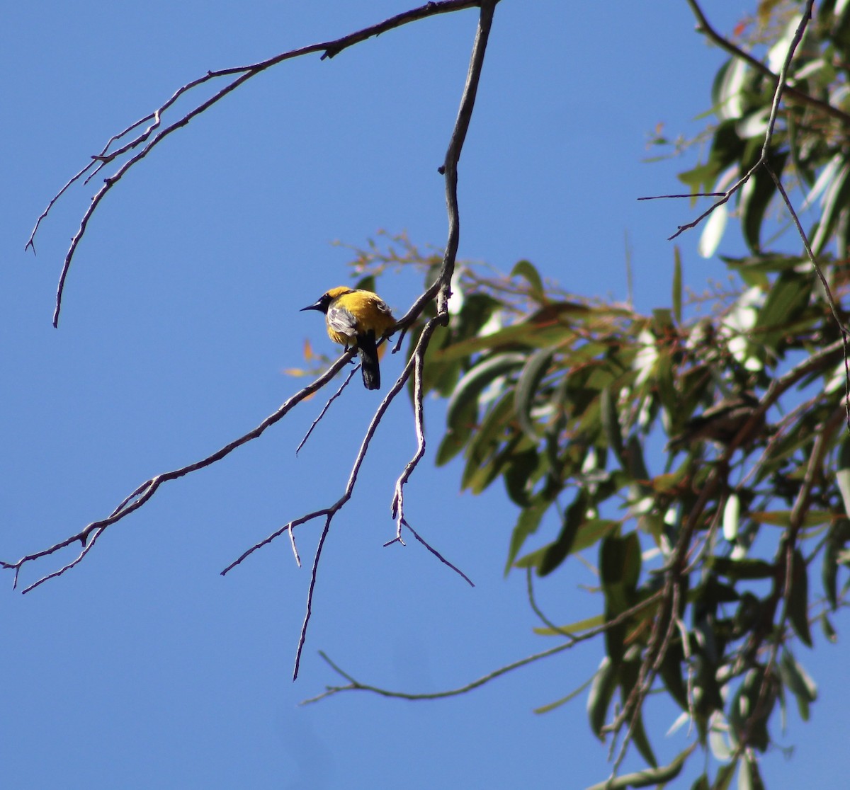 Hooded Oriole - ML620419421