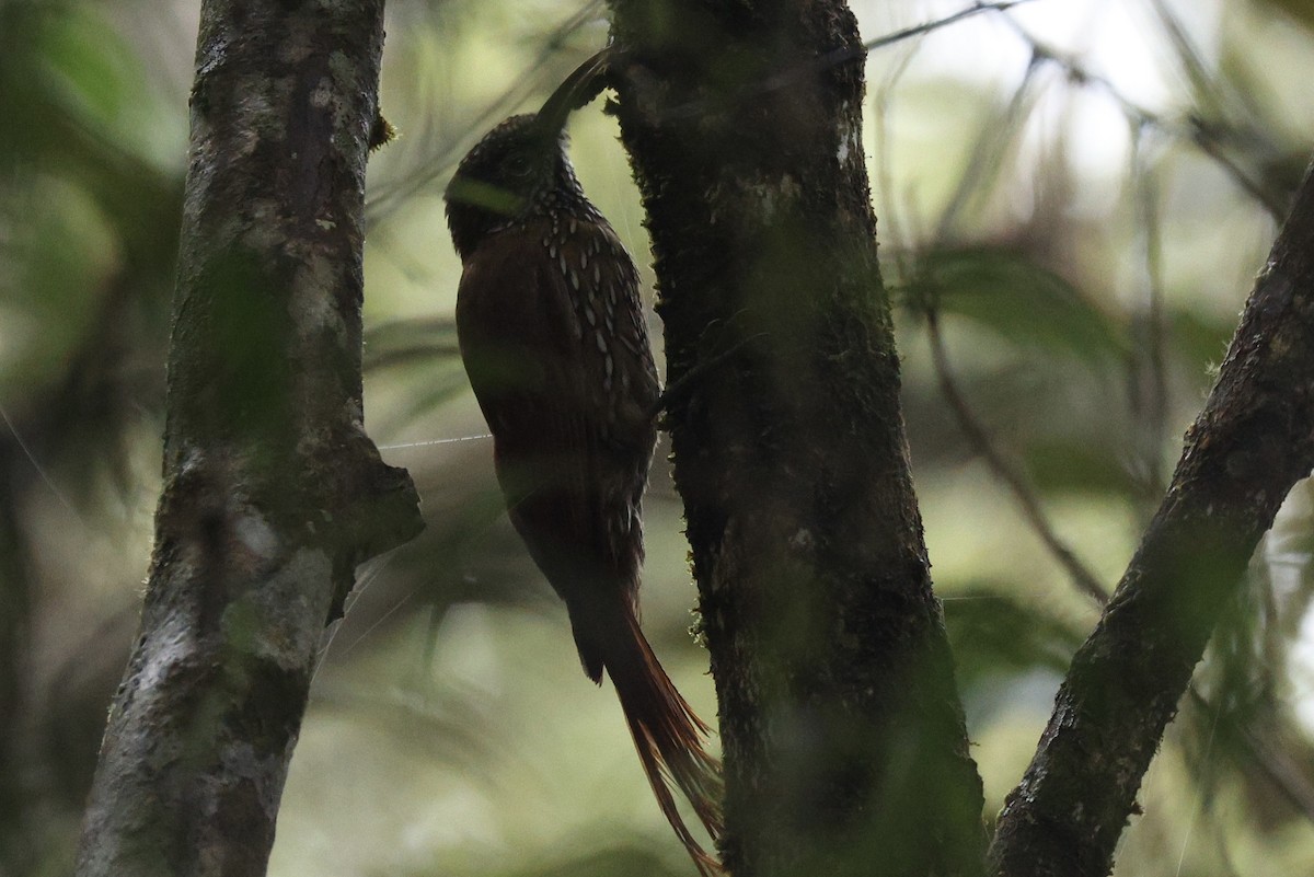 Montane Woodcreeper - ML620419424