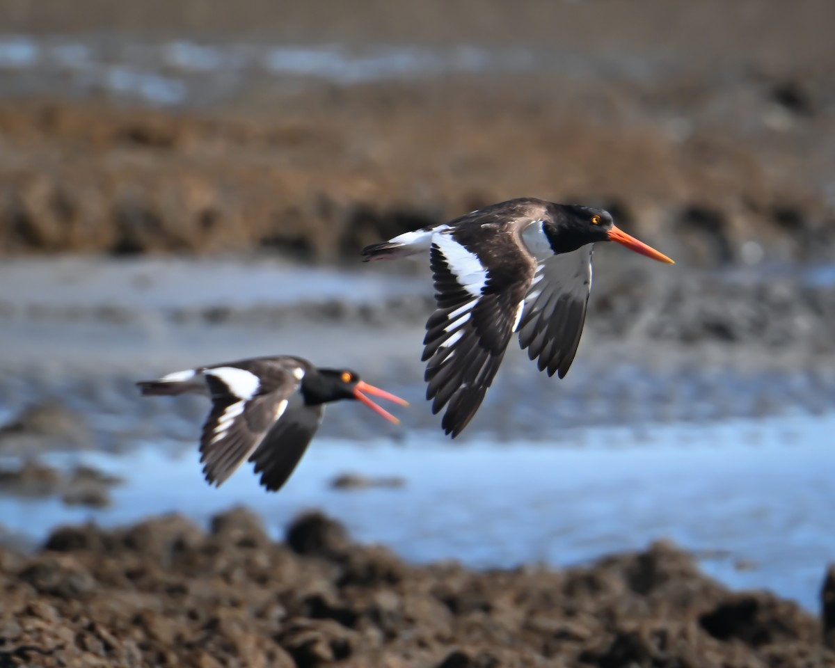 American Oystercatcher - ML620419431