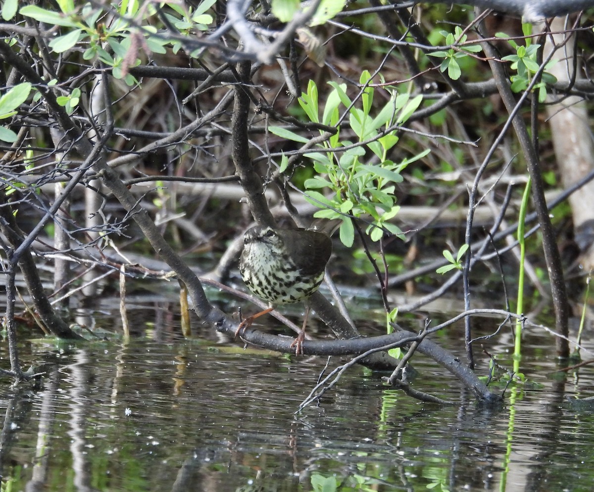 Northern Waterthrush - ML620419438